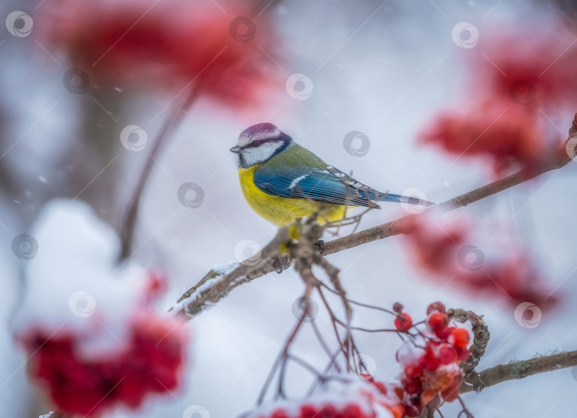 Скачать Евразийская синица сидит на ветке среди спелых гроздей рябины, покрытых снегом фотосток Ozero