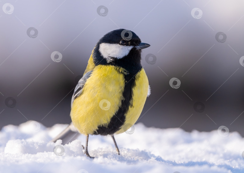 Скачать Большая синица, Parus major, прыгает по глубокому снегу морозным зимним утром в поисках пищи фотосток Ozero