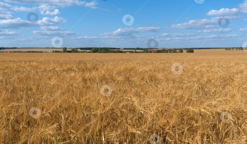 Скачать красивое поле со спелой пшеницей и голубым небом фотосток Ozero