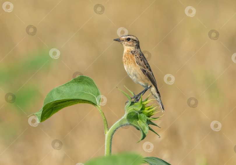 Скачать Ржанка, или птица Saxicola ruberta, сидит на зеленом подсолнухе фотосток Ozero