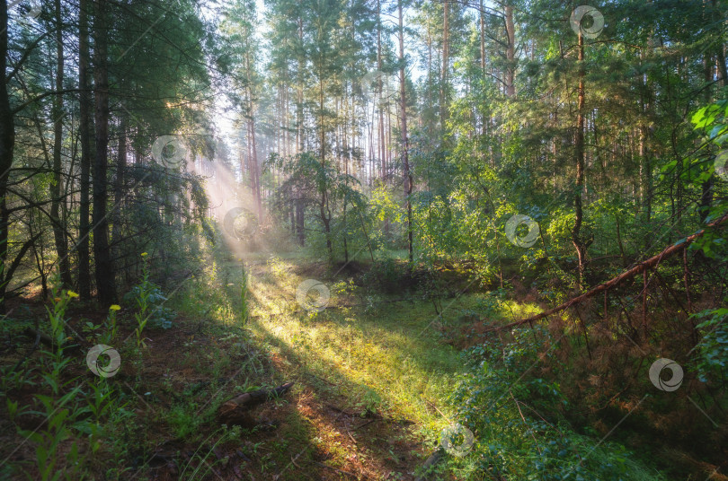 Скачать Раннее утро в лесу, солнечные лучи пробиваются сквозь ветви деревьев, светящиеся в утреннем тумане фотосток Ozero