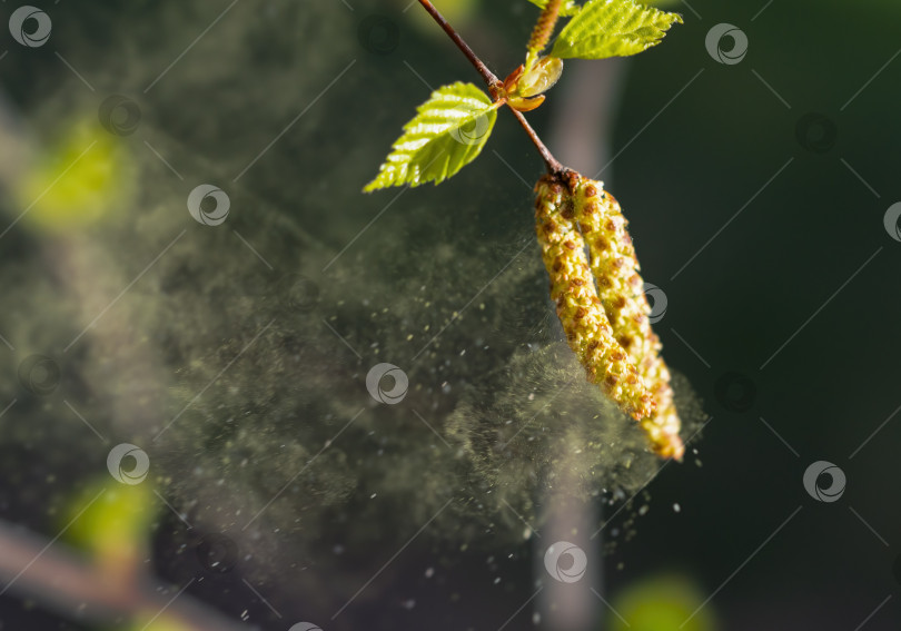 Скачать Пыльца березы, разносимая ветром, является сильным аллергеном фотосток Ozero