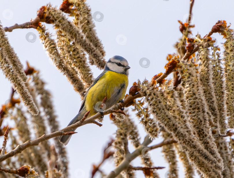 Скачать Птица Parus caeruleus сидит на ветке цветущей осины солнечным весенним утром фотосток Ozero