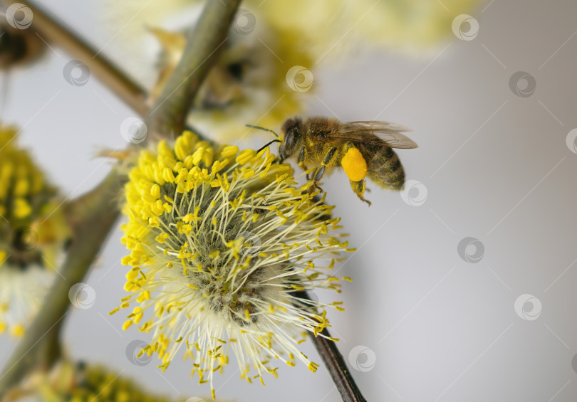Скачать Цветущее дерево Salix caprea ранней весной, пчела собирает нектар, опыляя цветы фотосток Ozero