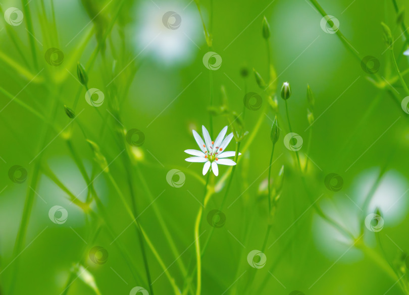 Скачать Зеленая трава, цветущая мелкими белыми цветами крупным планом на размытом фоне фотосток Ozero