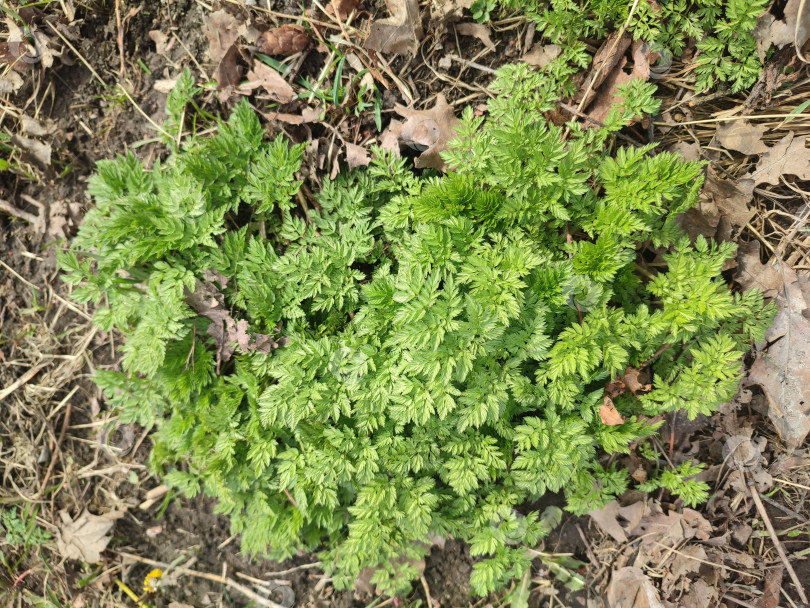 Скачать Первые весенние зеленые растения. Anthriscus sylvestris фотосток Ozero