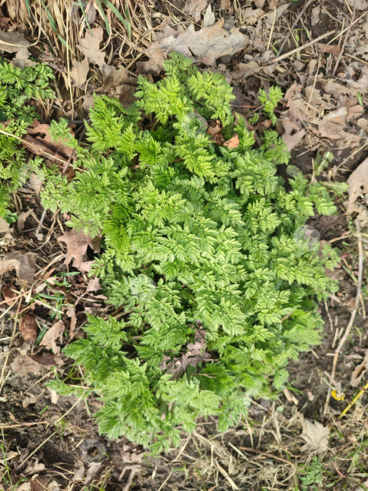 Скачать Первые весенние зеленые растения. Anthriscus sylvestris фотосток Ozero