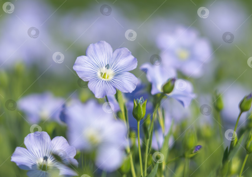 Скачать Голубые цветы цветущего льна солнечным утром крупным планом на льняном поле фотосток Ozero