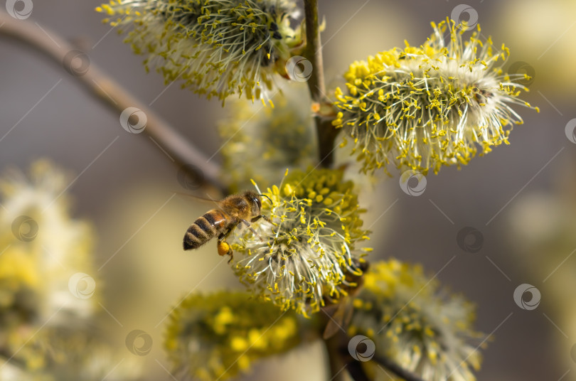 Скачать Цветущее дерево Salix caprea ранней весной, пчела собирает нектар, опыляя цветы фотосток Ozero