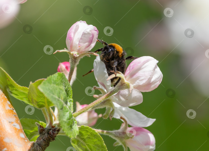 Скачать Мохнатый шмель сидит на нераскрывшемся бутоне цветущей яблони солнечным весенним утром фотосток Ozero
