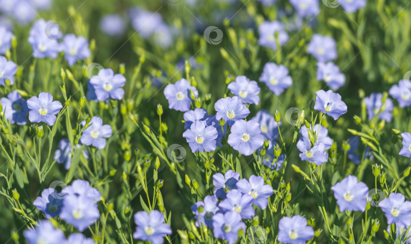 Скачать Голубые цветы цветущего льна солнечным утром крупным планом на льняном поле фотосток Ozero