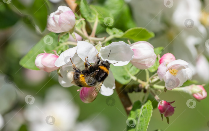 Скачать Мохнатый шмель сидит на цветке цветущей яблони, собирая нектар и опыляя растения солнечным весенним утром фотосток Ozero