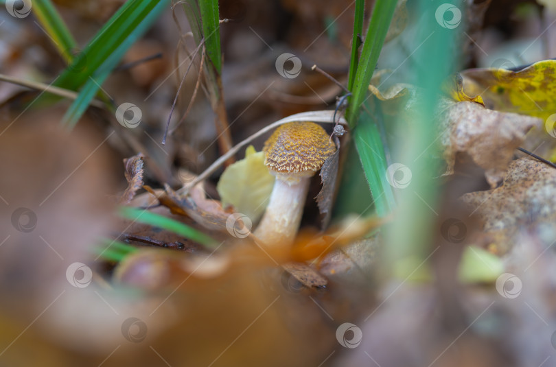 Скачать Съедобные грибы Armillaria mellea в осеннем лесу фотосток Ozero