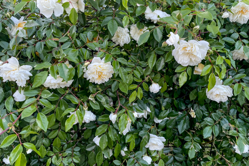Скачать Rosa Hybrida Гибридный чай, цветущий нежным красивым белым цветом весной крупным планом фотосток Ozero