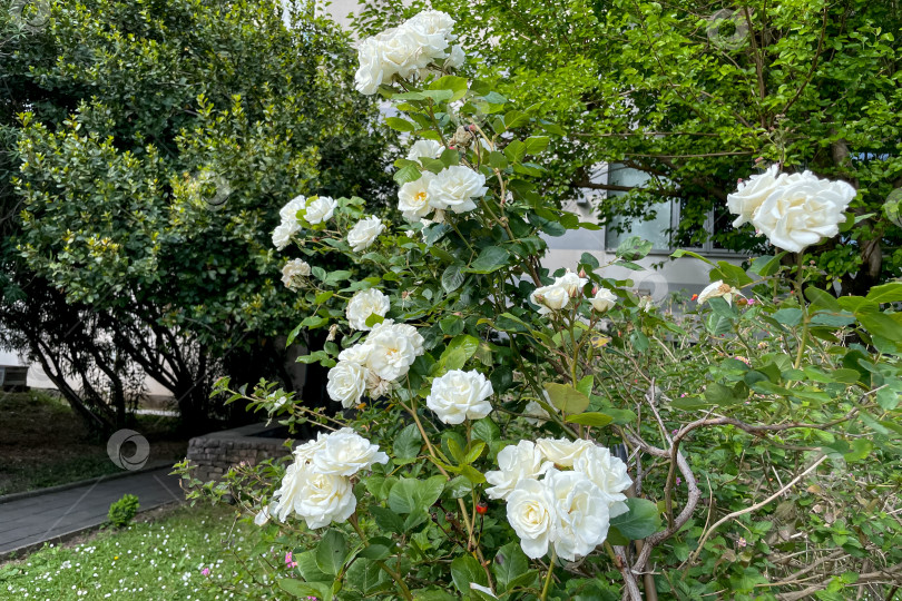 Скачать Rosa Hybrida Гибридный чай, цветущий нежным красивым белым цветом весной крупным планом фотосток Ozero