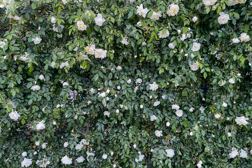 Скачать Rosa Hybrida Гибридный чай, цветущий нежным красивым белым цветом весной крупным планом фотосток Ozero