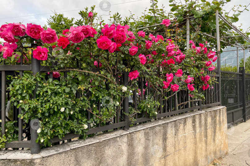 Скачать Rosa Hybrida Гибридный чай, цветущий нежным красивым розовым цветом весной крупным планом фотосток Ozero