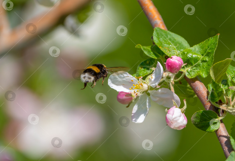 Скачать Мохнатый шмель подлетает к цветку цветущей яблони фотосток Ozero