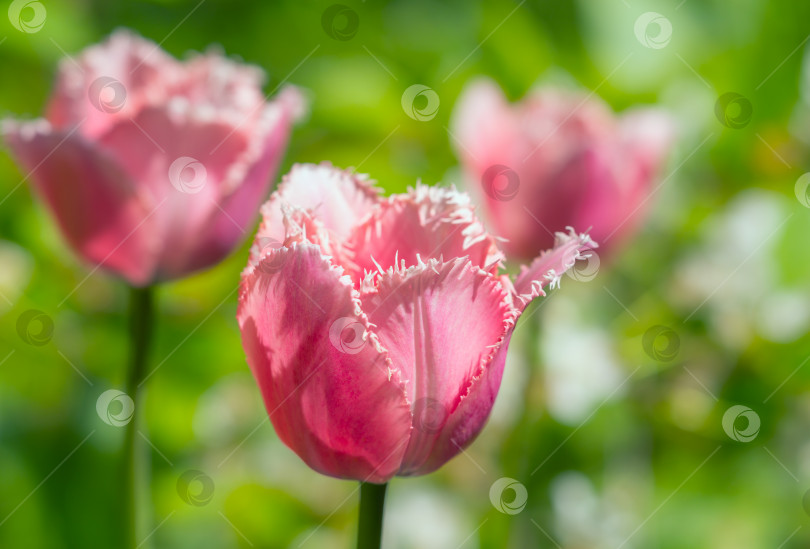 Скачать Цветок тюльпана крупным планом на размытом фоне фотосток Ozero