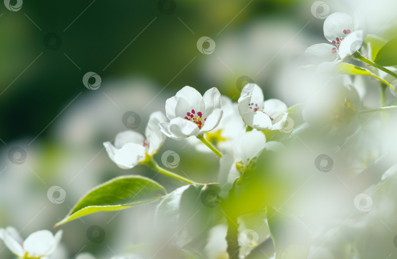 Скачать Цветы грушевого дерева крупным планом во время весеннего цветения фотосток Ozero