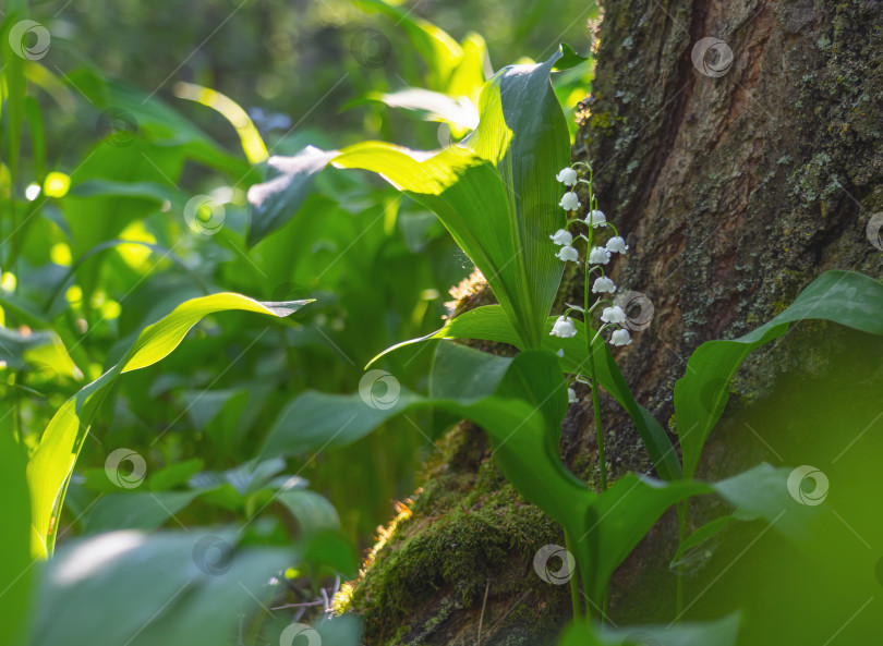 Скачать Цветущие ландыши, растущие у ствола дерева ранней весной крупным планом фотосток Ozero