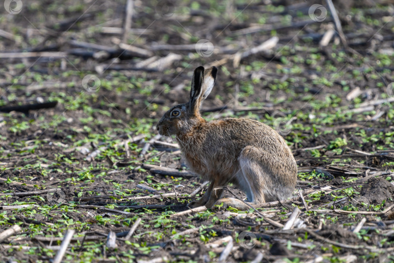 Скачать Европейский заяц сидит на весеннем сельскохозяйственном поле с остатками прошлогоднего урожая в поисках пищи крупным планом фотосток Ozero