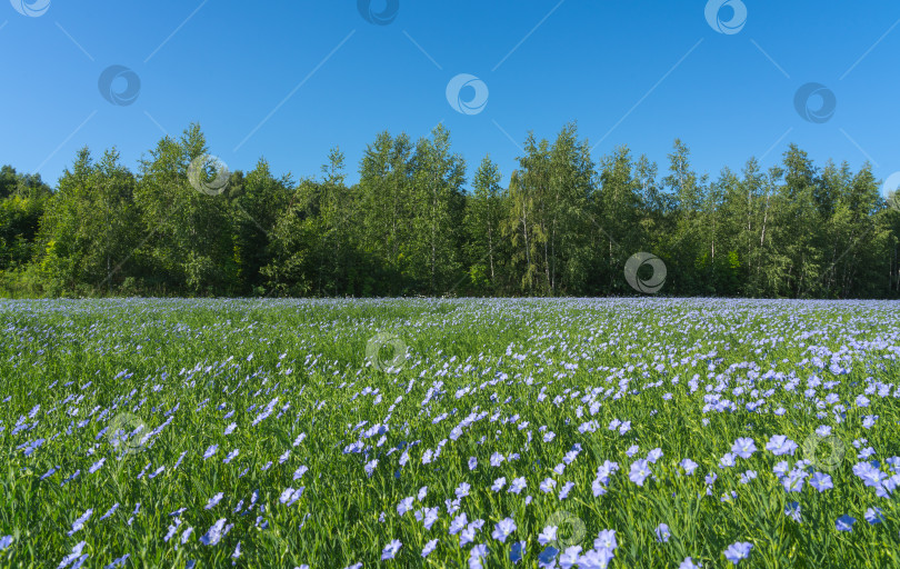 Скачать Голубое поле цветущего льна солнечным безоблачным утром на фоне леса и голубого неба фотосток Ozero
