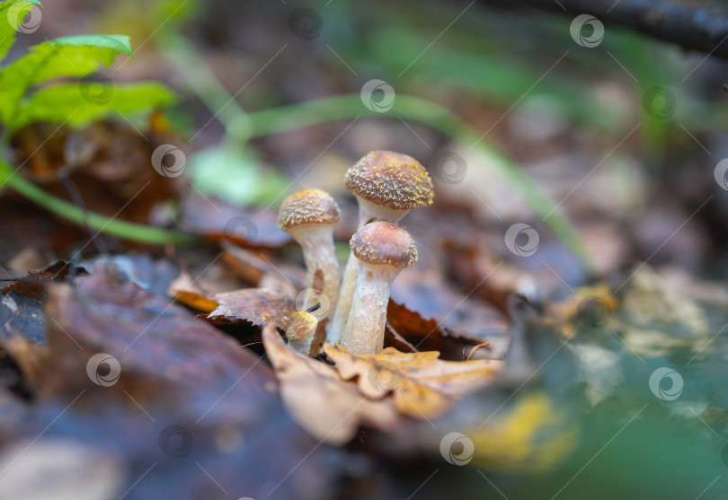 Скачать Съедобные грибы Armillaria mellea в осеннем лесу фотосток Ozero