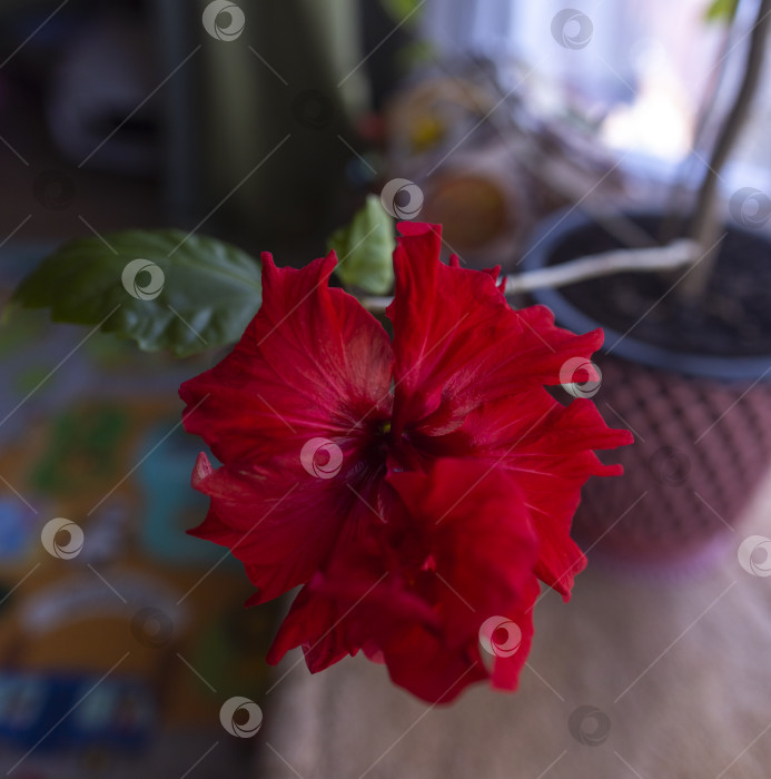 Скачать Гибискус фотосток Ozero
