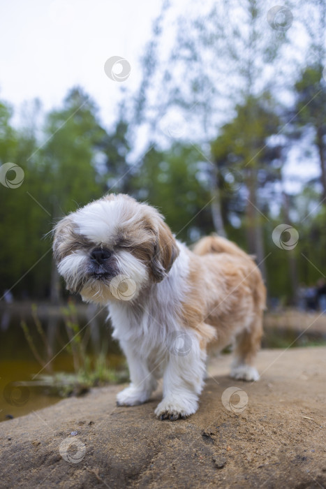 Скачать собака ши тцу фотосток Ozero