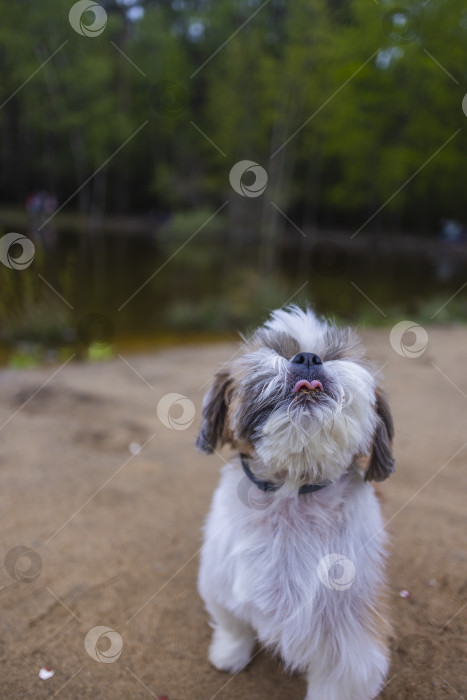 Скачать собака ши тцу гуляет фотосток Ozero