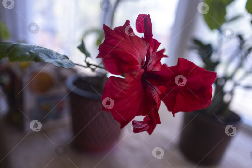 Скачать Гибискус фотосток Ozero