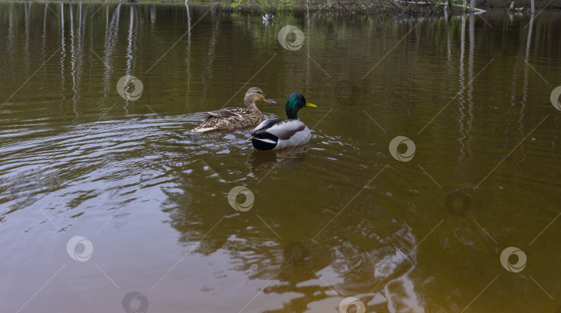 Скачать утка и селезень фотосток Ozero