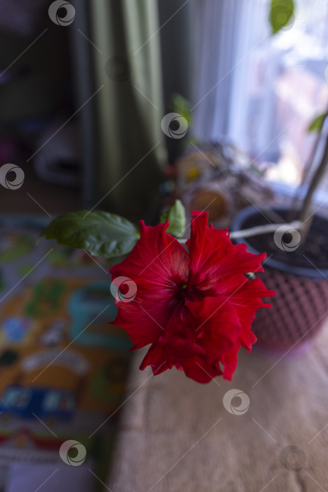Скачать Гибискус фотосток Ozero