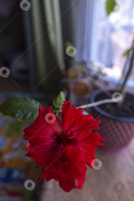 Скачать Гибискус фотосток Ozero