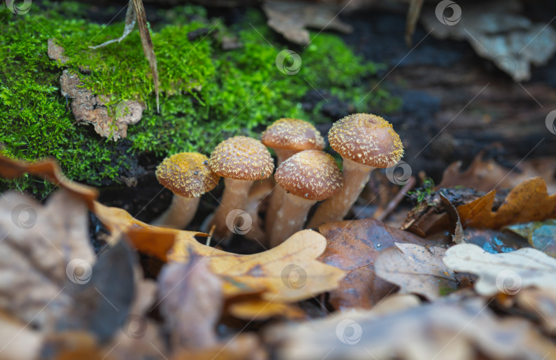 Скачать Съедобные грибы Armillaria mellea в осеннем лесу фотосток Ozero