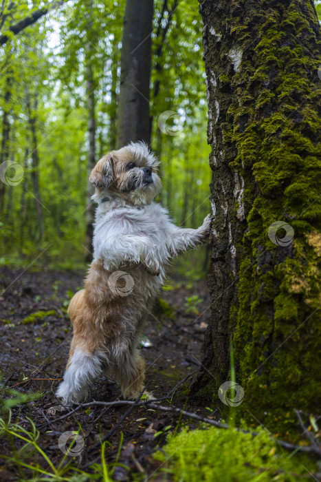 Скачать собака ши тцу фотосток Ozero
