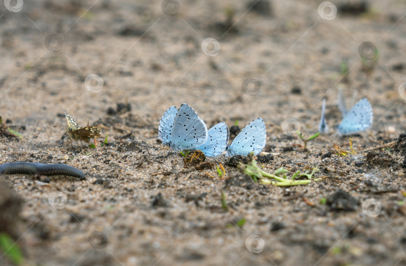 Скачать Голубые бабочки Шаста и другие насекомые в поисках влаги садятся на высохшую лужу крупным планом фотосток Ozero
