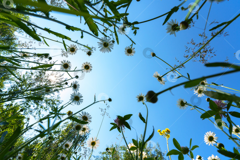 Скачать Цветущие маргаритки и различные травы с нижней точки на фоне голубого неба и яркого солнца весенним утром фотосток Ozero