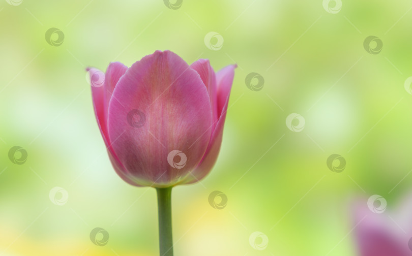 Скачать Фиолетовый цветок тюльпана крупным планом на цветном размытом фоне фотосток Ozero
