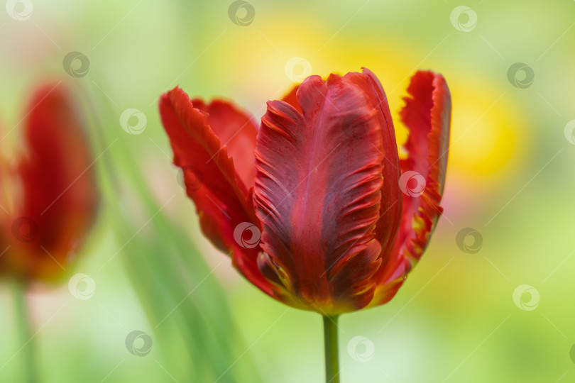 Скачать Цветок тюльпана-попугая крупным планом на размытом фоне фотосток Ozero