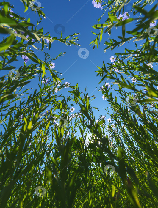 Скачать Цветущий лен в полный рост с нижней точки на фоне солнечного безоблачного голубого неба фотосток Ozero
