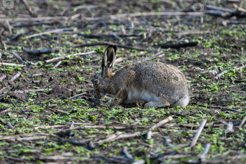 Скачать Европейский заяц сидит на весеннем сельскохозяйственном поле с остатками прошлогоднего урожая в поисках пищи крупным планом фотосток Ozero