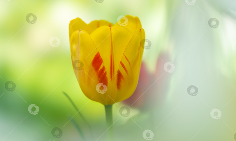 Скачать Цветок тюльпана сорта Олимпийский огонь желто-красный крупным планом на цветном размытом фоне фотосток Ozero