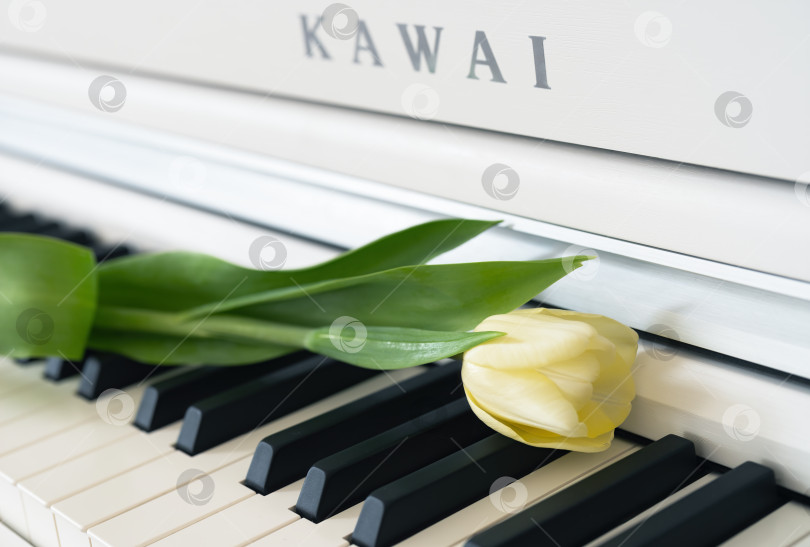 Скачать Белый цветок тюльпана лежит на клавишах белого пианино Kawai фотосток Ozero