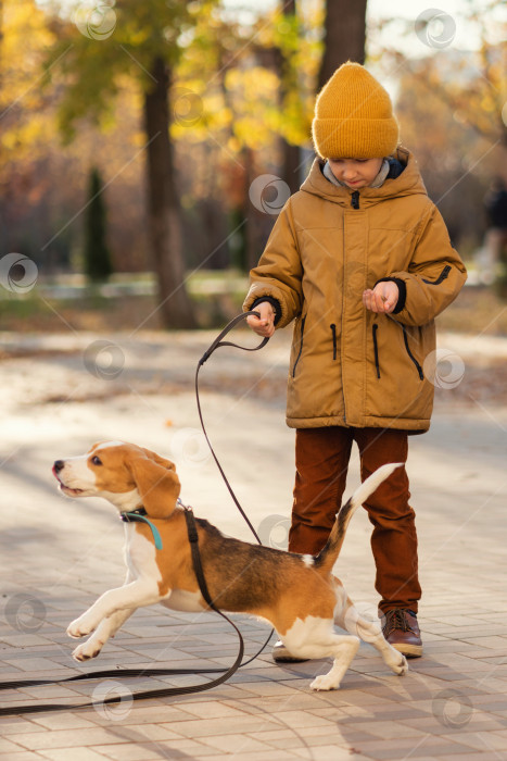 Скачать Маленький мальчик выгуливает собаку фотосток Ozero