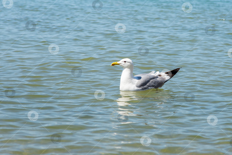 Скачать Чайка сидит на воде фотосток Ozero