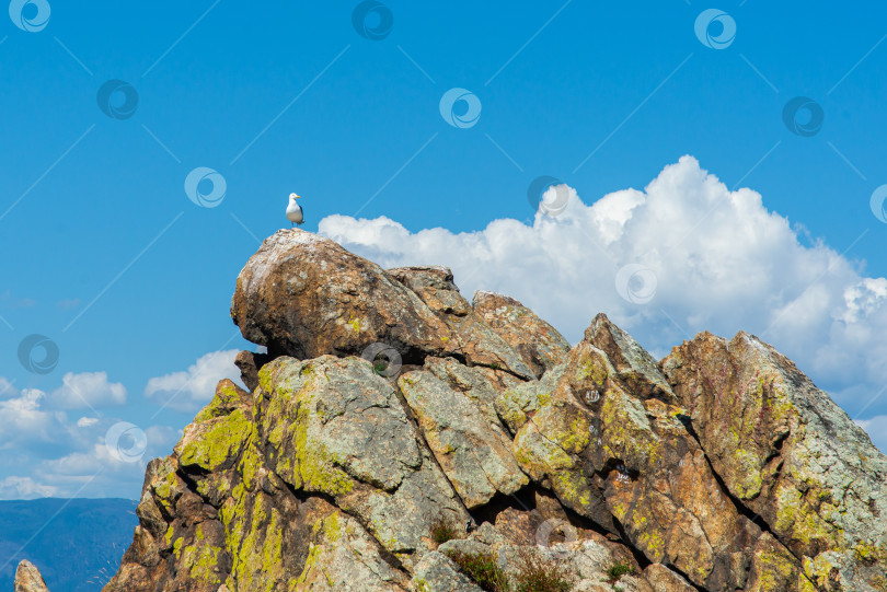 Скачать Чайка сидит на скале фотосток Ozero