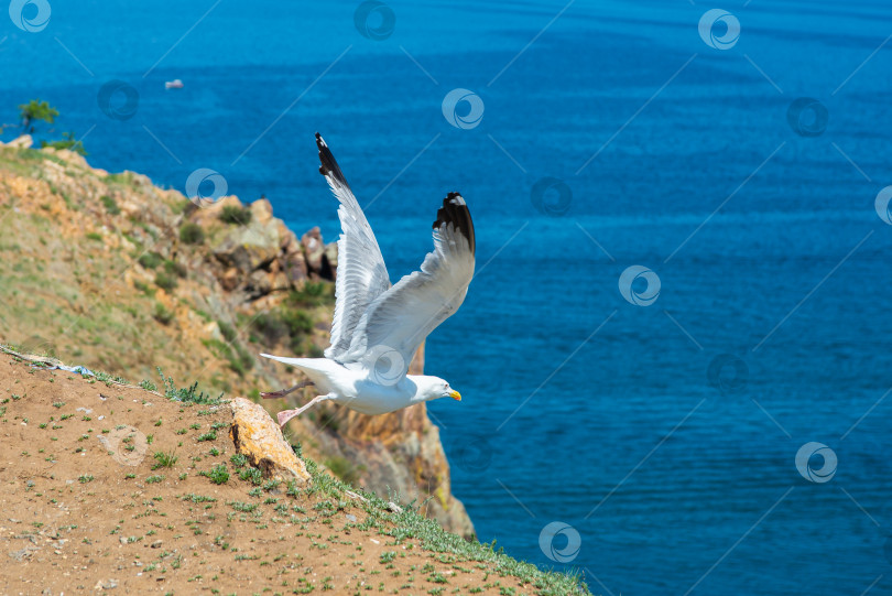 Скачать Чайка начинает полет с обрыва фотосток Ozero