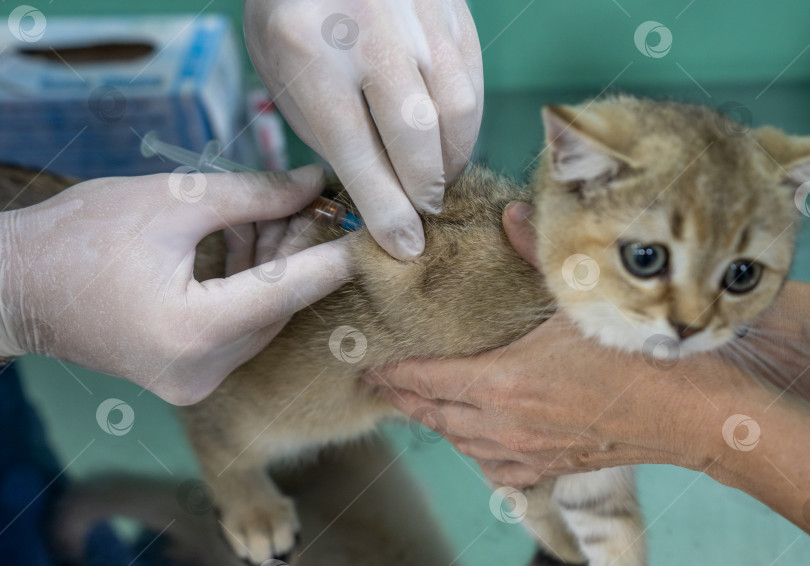 Скачать Ветеринар делает прививку котенку британской породы фотосток Ozero